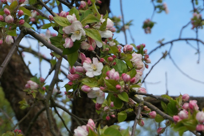 Calvados Blomstrende epletre